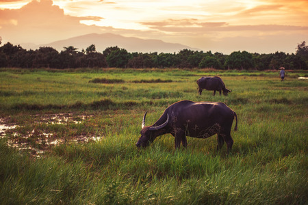 buffalo in a field and sunset