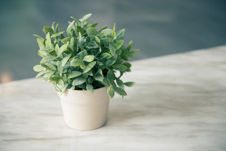 Green plant in a white potの写真素材