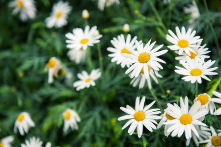 Little white flower with yellow pollen in garden