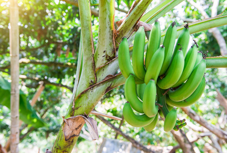 Unripe banana in the jungle close upの写真素材