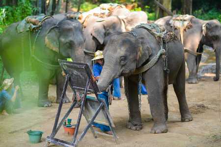 CHIANG MAI, THAILAND-OCT 2014: Elephant is painting a picture at Elephant Camp. Chiang Mai, Thailand on October 15, 2014.のeditorial素材