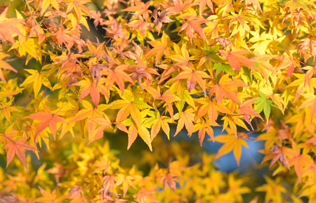 yellow Maple leavesの写真素材