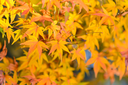 yellow Maple leavesの写真素材