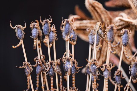 fried insects and scorpions as snack street food in China, Beijingの写真素材
