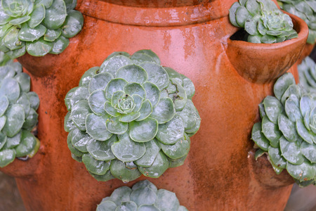 flower pots with plants and seeds/planting/gardeningの写真素材