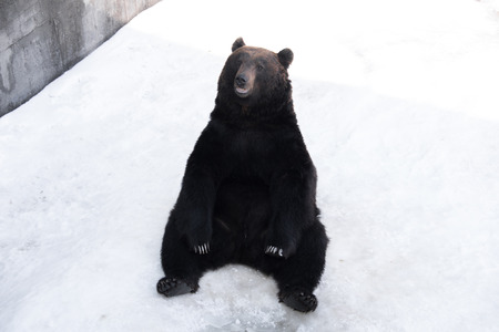 Brown bear (Ursus arctos) sits on the snowの写真素材