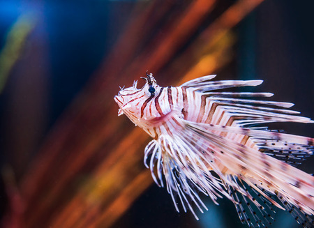 Lion fish underewaterの写真素材