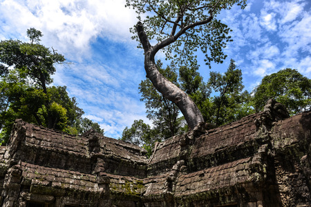 Ta Prohm temple ruins hidden in jungles, Siem Riep, Cambodiaのeditorial素材