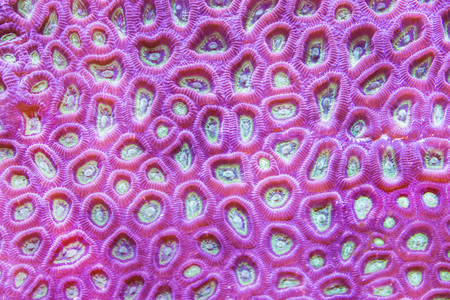 The texture of Coral reef, underwaterの写真素材