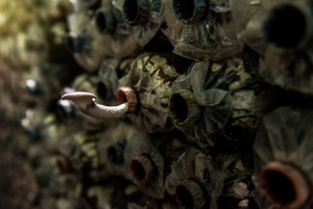 mushrooms indoor plantation, cultivationの写真素材