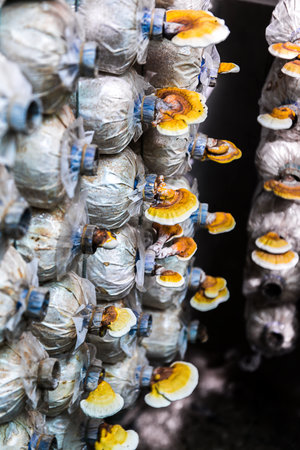 mushrooms indoor plantation, cultivationの写真素材