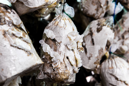 mushrooms indoor plantation, cultivationの写真素材