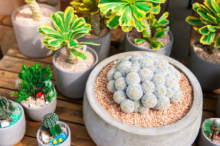 Collection of various cactus and succulent plants indoor house garden