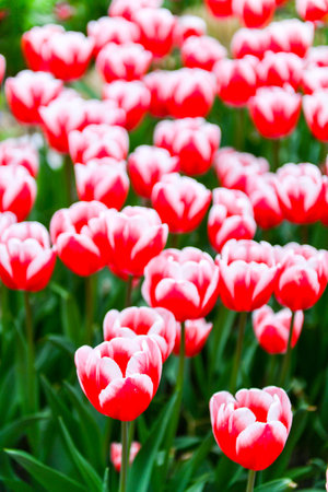 tulips. a bulbous spring-flowering plant of the lily family, with boldly colored cup-shaped flowers.の写真素材