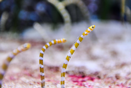 Close-up of a yellow-spotted starfish on a coral reef