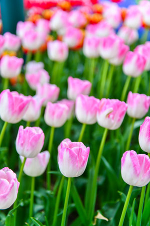 Pink tulips in the garden, stock photo for design and decorationの写真素材