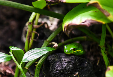 Green tree frog sitting on a green plant in the rainforest.の写真素材