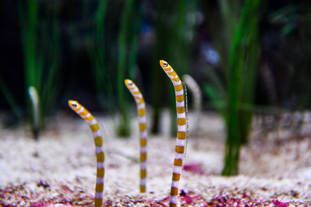 Tropical fish in the saltwater aquarium. Underwater world.の写真素材