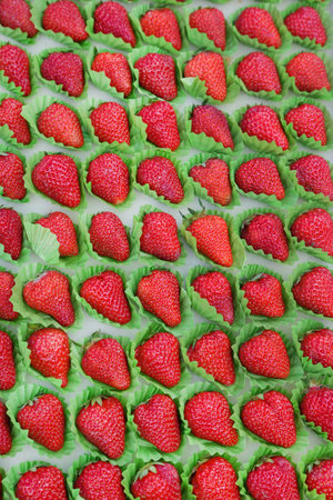 Big sizes of Japanese strawberries on a tray for giftの写真素材