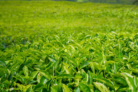 Fresh tea leaves close up at tea plantationの写真素材