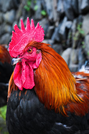 close up of rooster in the farm