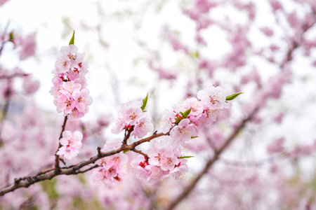 chinese blossom flowers in the spring seasonの写真素材