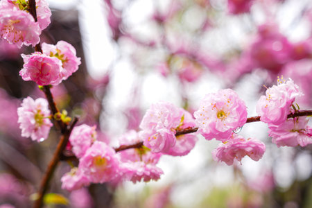 chinese blossom flowers in the spring seasonの写真素材