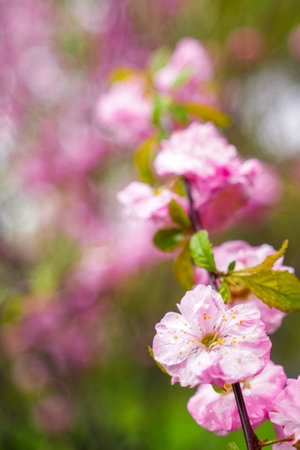 chinese blossom flowers in the spring seasonの写真素材