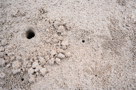 Crab hole on the beachï¼crab is digging sandの写真素材