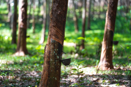 Scrape rubber from rubber trees, latex