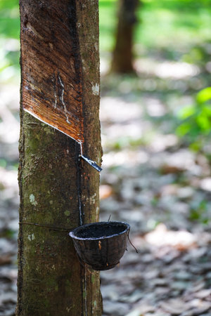 Scrape rubber from rubber trees, latexの写真素材