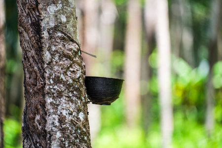 Scrape rubber from rubber trees, latexの写真素材
