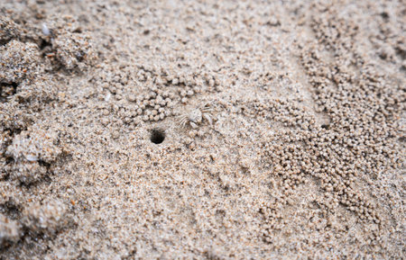 Crab hole on the beachï¼crab is digging sandの写真素材