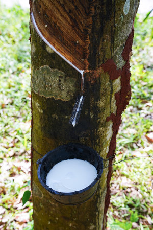 Scrape rubber from rubber trees, latexの写真素材