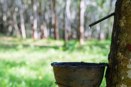 Scrape rubber from rubber trees, latexの写真素材