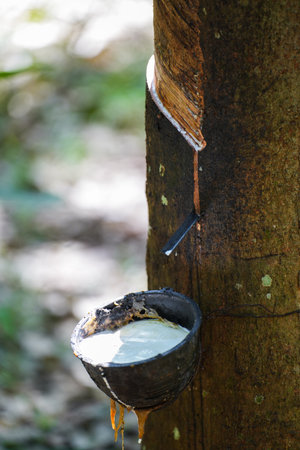 Scrape rubber from rubber trees, latexの写真素材