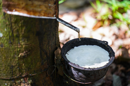 Scrape rubber from rubber trees, latexの写真素材