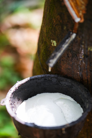 Scrape rubber from rubber trees, latexの写真素材