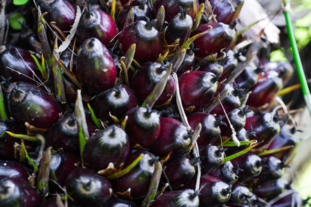 The oil palm fruit on oil palm tree