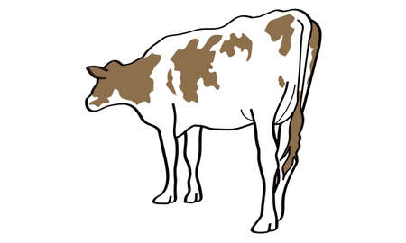 Standing brown cow seen from behindのイラスト素材