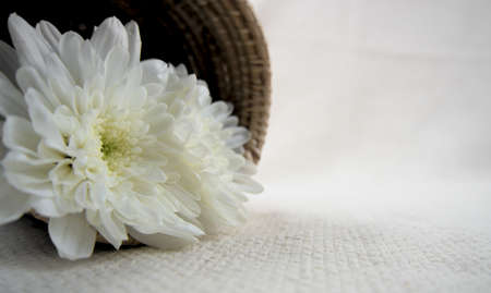 White Chrysanthemum flower lay on wooden basket on white sheet with bokeh background. Botanical theme, romantic vibe, arrangement, spa, aroma, gift, overlay concept. Copy space. Head on. Horizontal.の写真素材