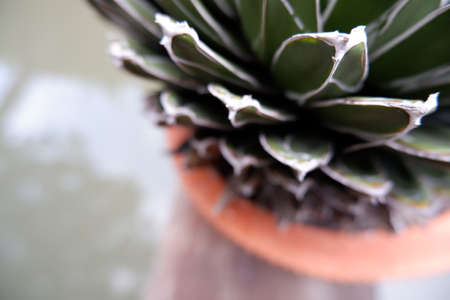Agave, green succulent desert plant in a pot. Nature, greenery, botany, botanical detail background or garden concept. Copy space.の写真素材