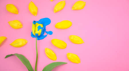 Acrylic dripping on yellow tulip flower flat lay on clear pink background. Vivid colorful candy ink...