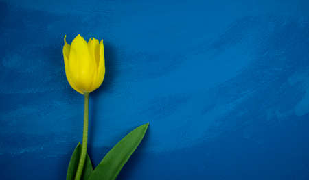 Yellow tulip flat lay on handmade dark blue grunge abstract acrylic texture background. Flat lay, mock up, overlay, artwork, flora, seasonal concept.の写真素材