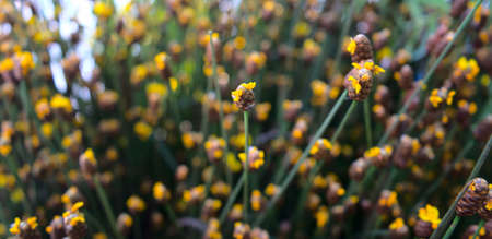 Meadow of yellow wildflowers with bokeh abstract texture background. For any botanical, nature,...