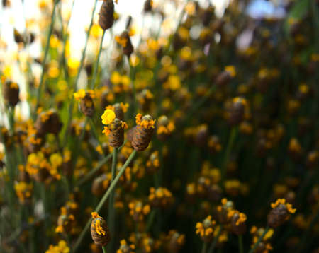 Yellow wildflowers with bokeh abstract texture background. For any botanical, nature, romantic background or banner concept, etc.の写真素材