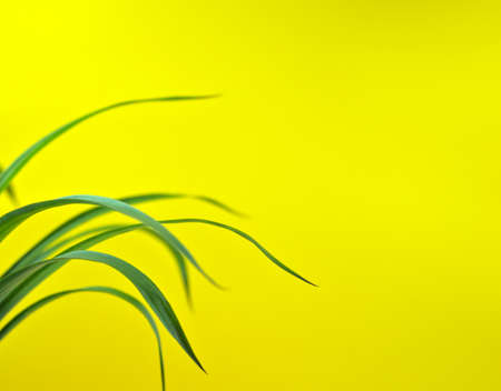 Natural leaves texture abstract background. Green fresh fallen curved botany isolated with yellow background.の写真素材