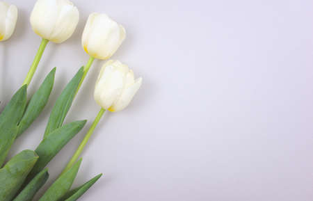 Bunch of arranged elegant white tulips on neutral gray abstract background. Above, horizontal, deep depth of field image style. Free space for your text, image or message.の写真素材