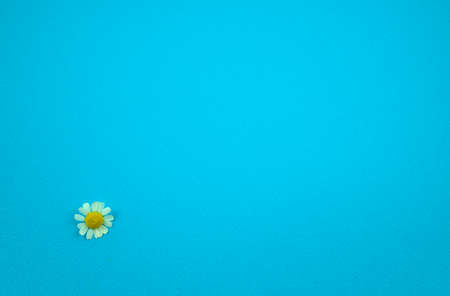 Fresh daisy floral flat lay on turquoise blue rough paper texture abstract background. Off-center, copy space, horizontal image style.の写真素材