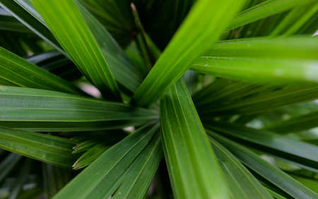 Texture abstract background. Macro nature backdrop. Natural tropical green palm tree leaves. Close-up. Tangled, muddled, asymmetry nature photography.の写真素材